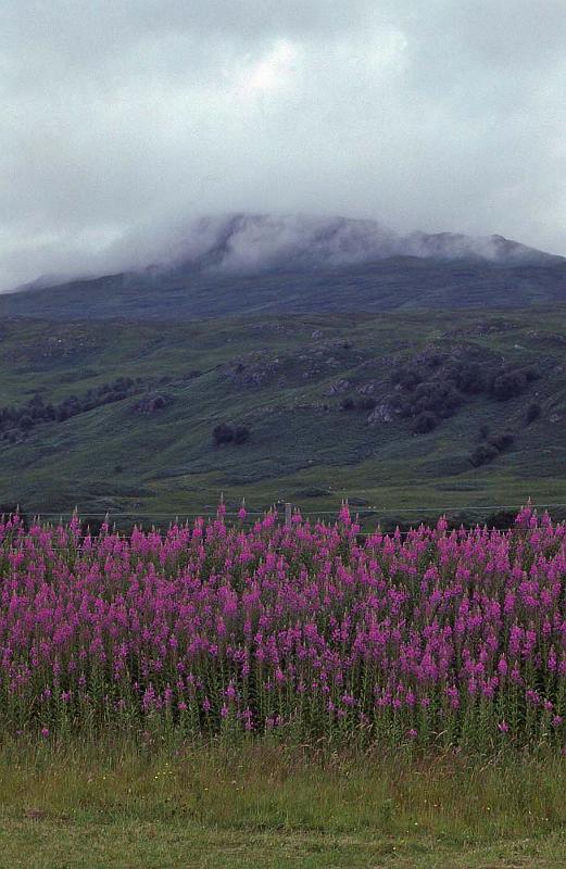 WT 3100 353-23 UK-3 1992.jpg